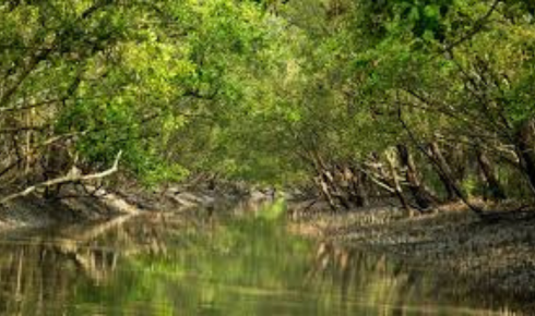 sundarban tour